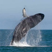 Wildlife of Sri Lanka