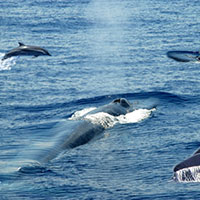 Wildlife of Sri Lanka