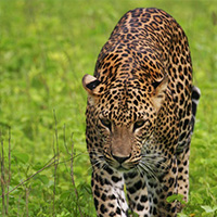 Wildlife of Sri Lanka